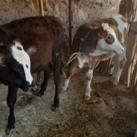 جهت خرید با این شماره تماس گرفته سود|حیوانات مزرعه|دره شهر, |دیوار