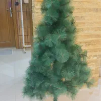 درخت کاج مریسمس