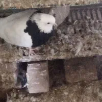 طوقیسیاه|پرنده|جوین, |دیوار