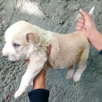 توله دورگ سرابی|سگ|بجنورد, |دیوار