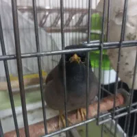 مرغ مینا باهوش و زرنگ|پرنده|پاکدشت, پاکدشت (مامازند)|دیوار