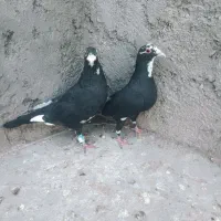 پلنگ سیاه