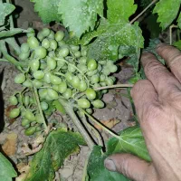 غوره.آبغوره