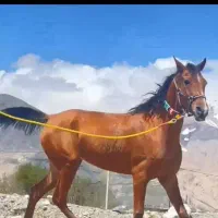 مادیان ۵ ساله کوردی