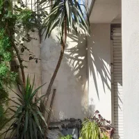 گل یوکا|گل و گیاه طبیعی|رشت, یخسازی|دیوار