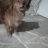 سگ پامر|سگ|مشهد, امیرآباد|دیوار