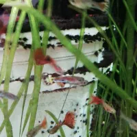 10 عدد ماهی گوپی|ماهی|سنندج, |دیوار