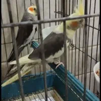 پرنده مولد عروس روی تخم هستن بشرط