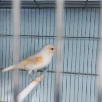 قناری نر و ماده