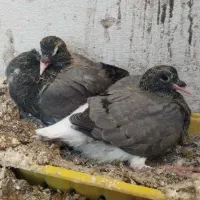 دمگیر جوجه خرقه