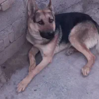 سگ گرگی|سگ|نگین شهر, |دیوار