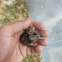 همستر کمپل فول دستی یک ماهه