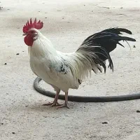 مرغ و خروس زینتی