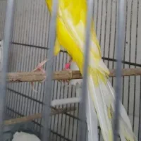 قناری رسمی بلند