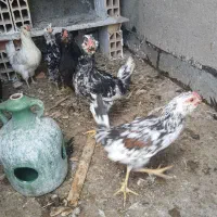 جوجه خروس گلین لری