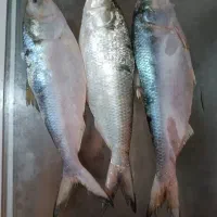 اهوازکوتعبدالله