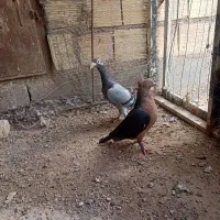 کاریر و شینگل  فروشی جفت ماده عتیقه