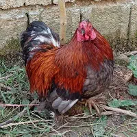 مرغ و خروس|حیوانات مزرعه|لاهیجان, آهندان|دیوار