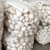 قارچ عمده