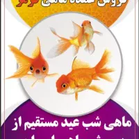 ماهی قرمز مستقیم از پرورش ماهی امیران