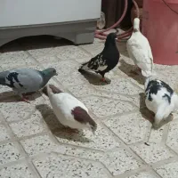 کفتر