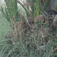 پاجوش، فسیل و طهم کلوته در شهر قلعه گنج ۷۰۰ تومن