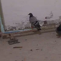 کفتر نسل بالا