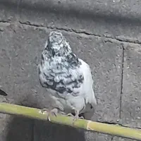 کبوتر گمشده دیشب شیرنگ