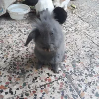 حیوانات خانگی