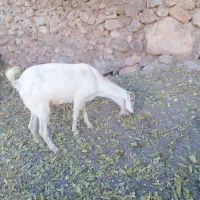 فروش یا معاوزه بز دورگ سانن