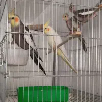 عروس هلندی