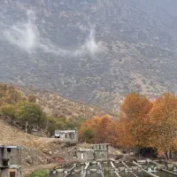 اجاره-شیلات-پرورش-ماهی