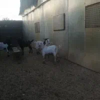 تعداد ۷ عدد بز آبستن و...