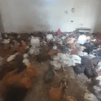 جوجه