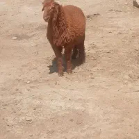 گوسفند با بره نر