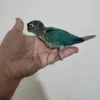 گرینجیک . عروس. ملنگو|پرنده|تهران, صادقیه|دیوار