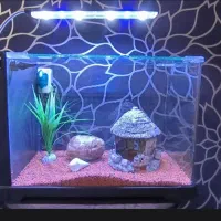 اکواریوم دلسا b103 معاوضه با نقره یا ساعت
