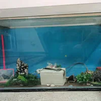 اکواریوم|ماهی|بروجرد, |دیوار