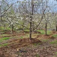 باغ|فروش دفتر صنعتی، کشاورزی، تجاری|کنگاور, |دیوار