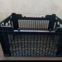 سبد سینم