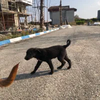 سگ قدرجونی تازه از اصفهان اوردم|سگ|نوشهر, |دیوار