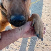 سگ ژرمن|سگ|اردبیل, |دیوار