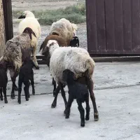 گوسفند - بره|حیوانات مزرعه|گمیشان, |دیوار