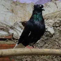 یک جفت کبوتر زاغ دم سفید و خالپیس چشم دورنگ