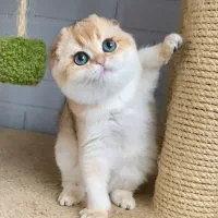 گربه اسکاتیش ارام