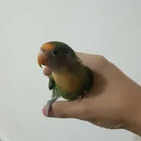 طوطی برزیلی نر|پرنده|پارسآباد, |دیوار