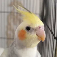 عروس هلندی گمشده