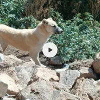 واگزاری‌ سگ‌ گله‌‌ونگهبان‌