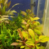 بار جدید گیاه گلدانی آکواریوم رسید|ماهی|زاهدان, |دیوار