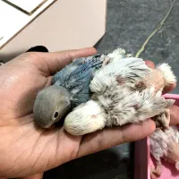 جوجه طوطی کوتوله سرلاکی نژاد اوپال|پرنده|رفسنجان, |دیوار